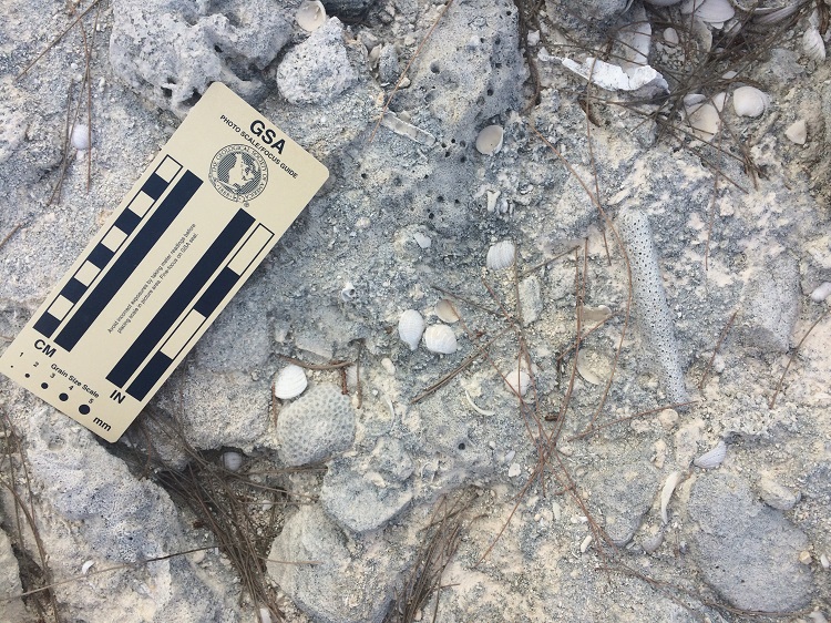 Rapid fossilization processes in the Bahamas allowed Daniel G. Dick to test his model’s effectiveness against a well-understood ecosystem. Photo by Daniel G. Dick.