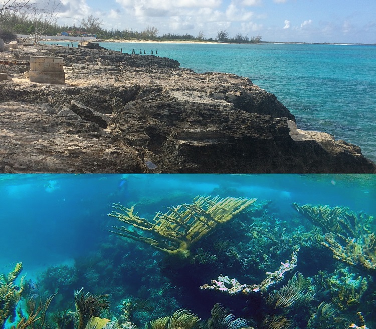 How do we reconstruct a living past from fossils? In the Bahamas, two ecosystems are captured in time just metres apart. Photo by Daniel G. Dick.
