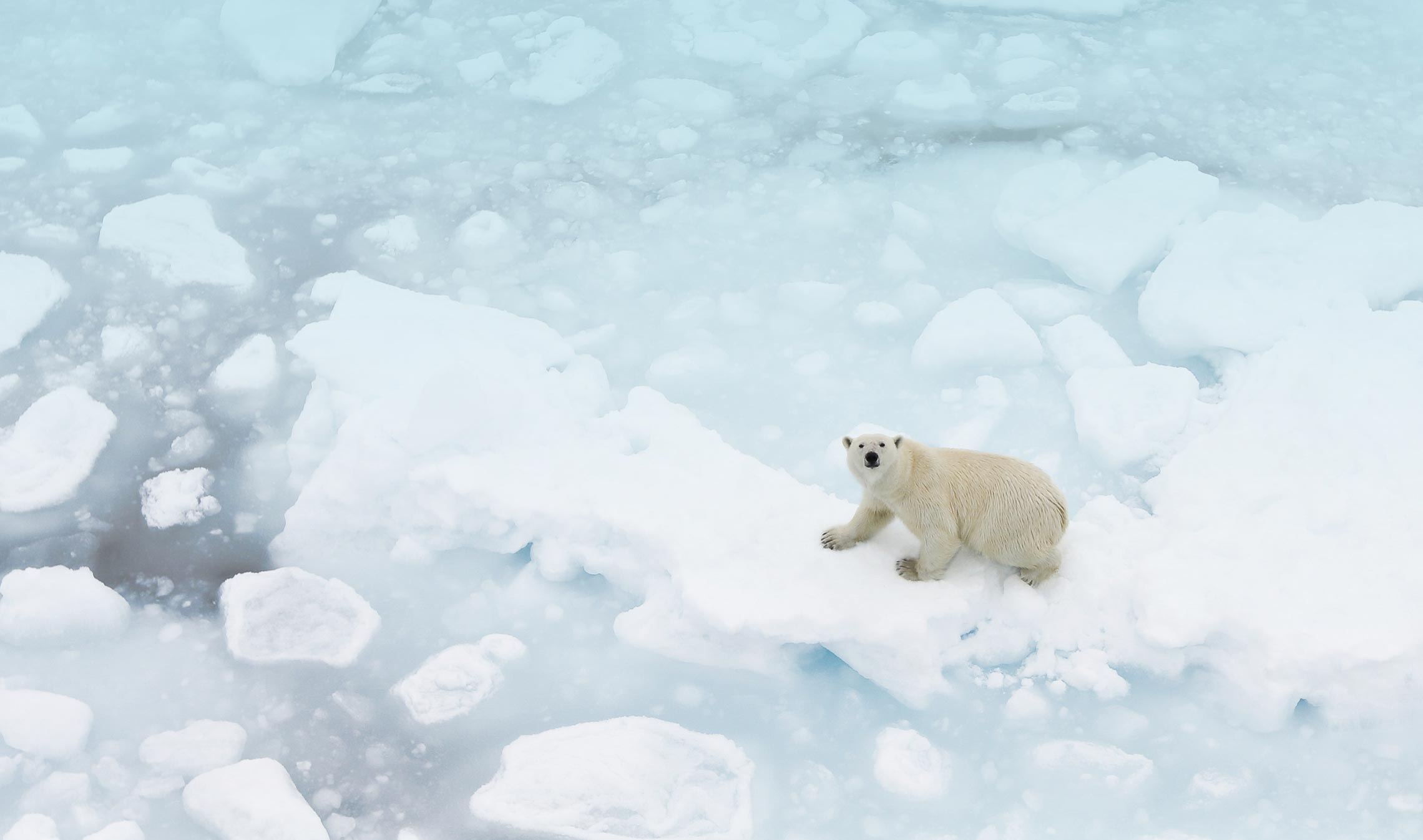 HOW DOES ARCTIC ICE AFFECT MARINE LIFE?