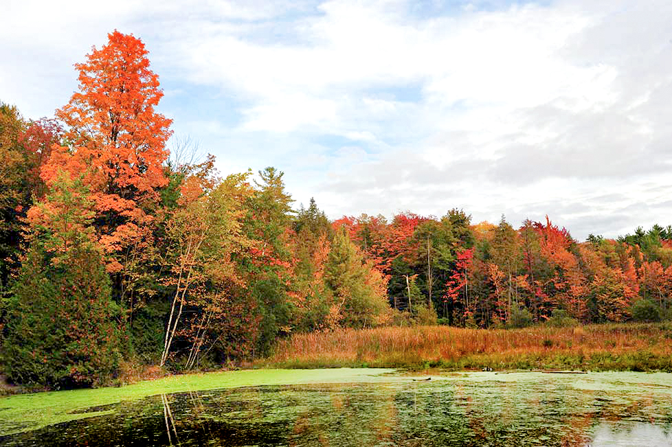 Fostering new knowledge in ecology to preserve our planet